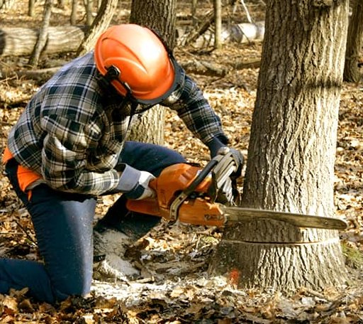 Tree Removal in Interior, SD